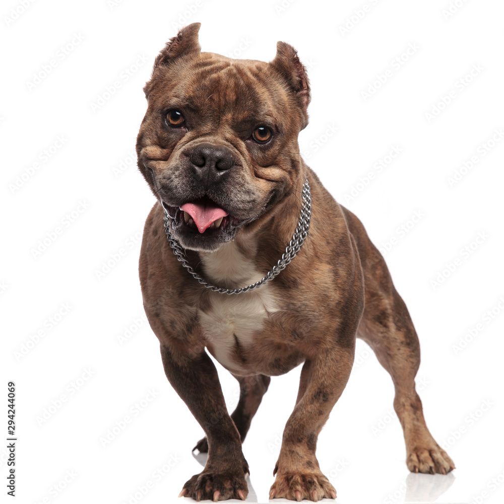 cute american bully sticking out tongue on white background