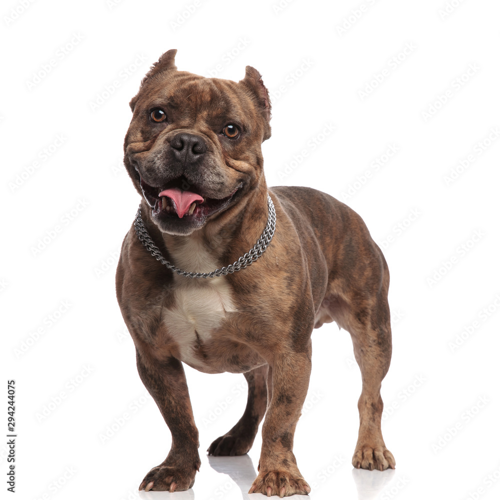 cute american bully wearing collar and sticking out tongue