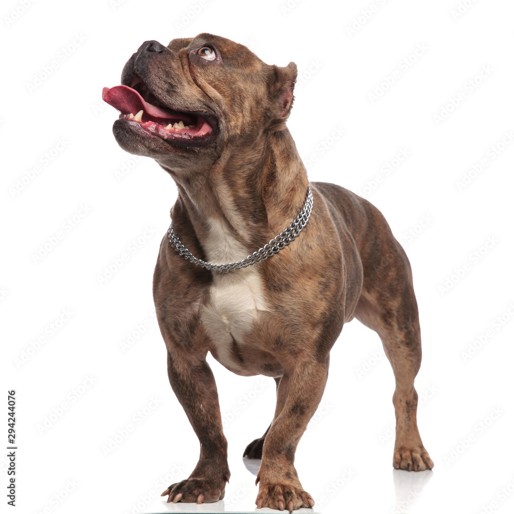 adorable american bully looking up and panting