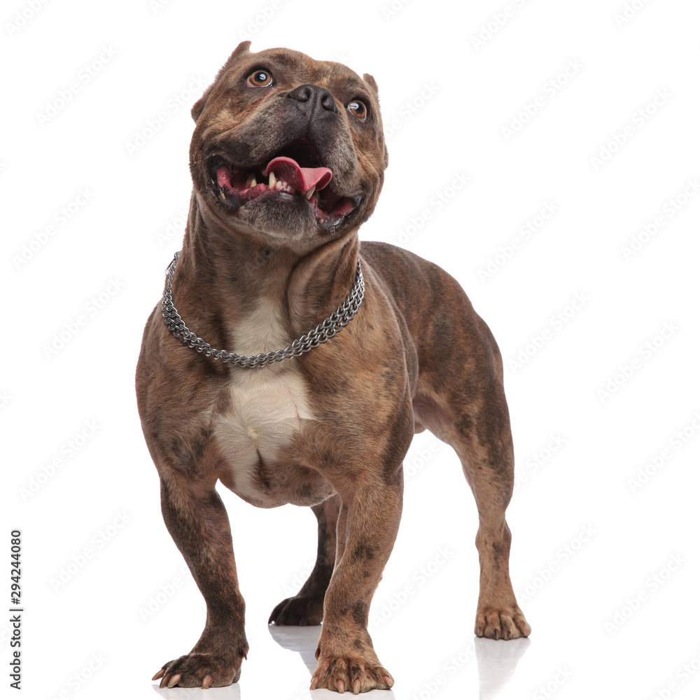 cute american bully looking up and sticking out tongue