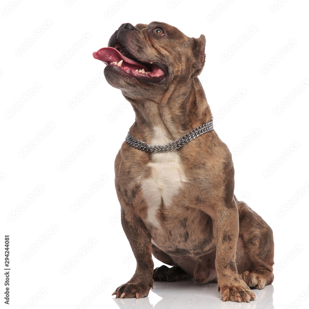 Obraz premium cute american bully panting and sticking out tongue