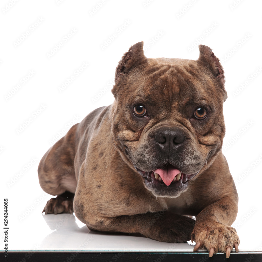 cute american bully laying down and panting on white background