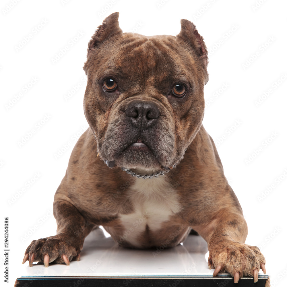 cute american bully laying down on white background