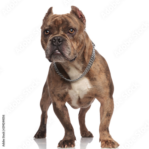 cute american bully wearing silver collar on white background