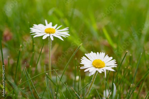 White daisies on meadow as natural background