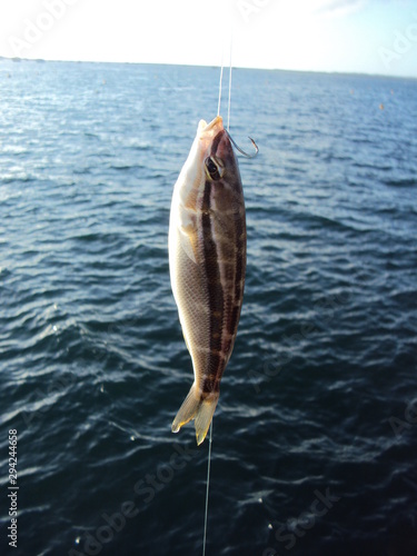 Hooked fish