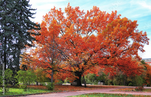 Golden autumn in campus of famous Russian university with red oak trees