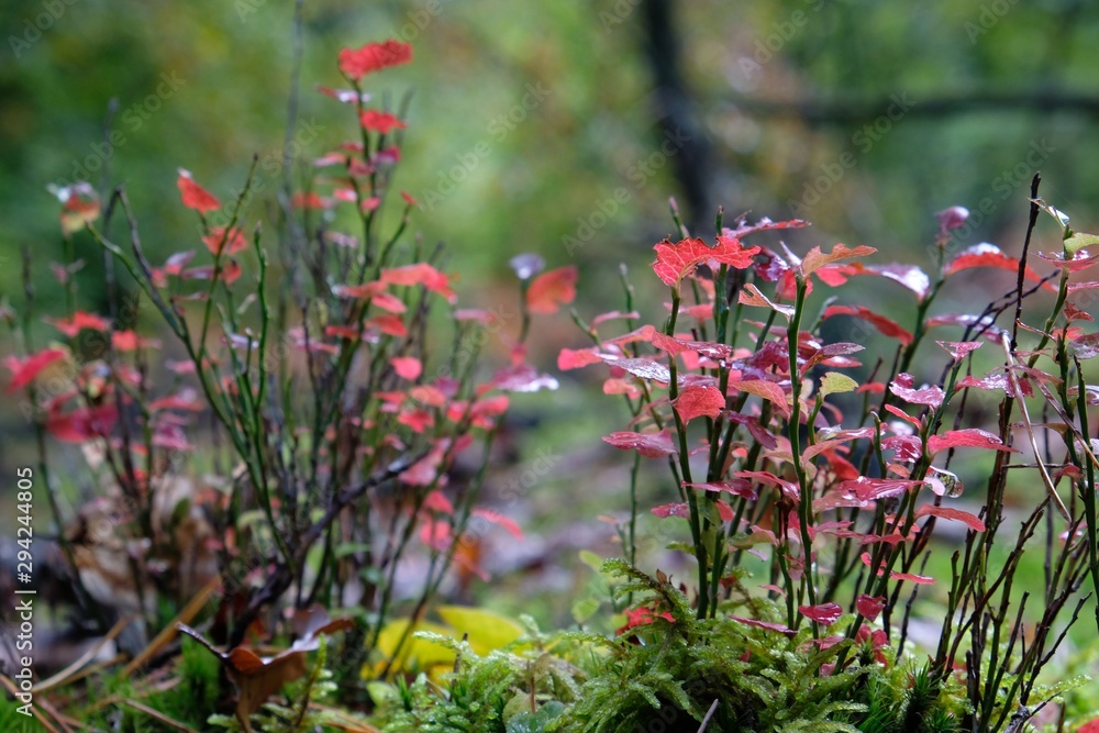 Black berry bushes with autumn red leaves