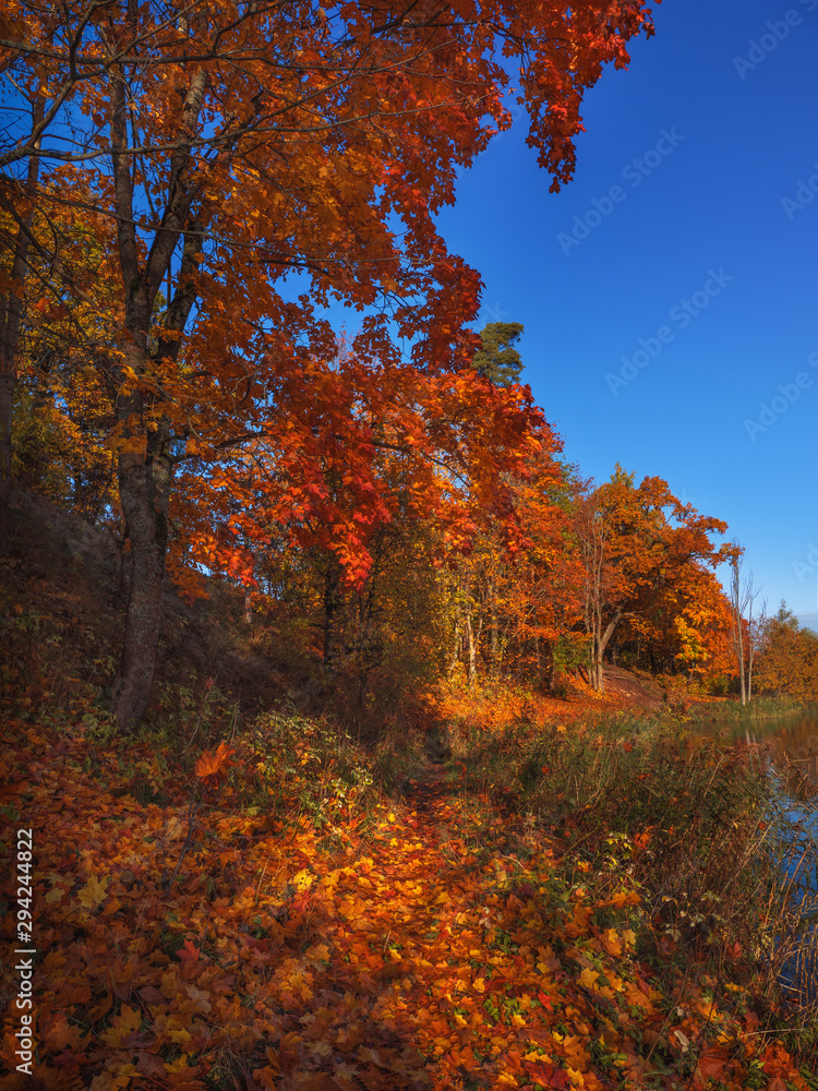 Fototapeta premium Beautiful autumn landscape with red trees in a hilly nature Park.