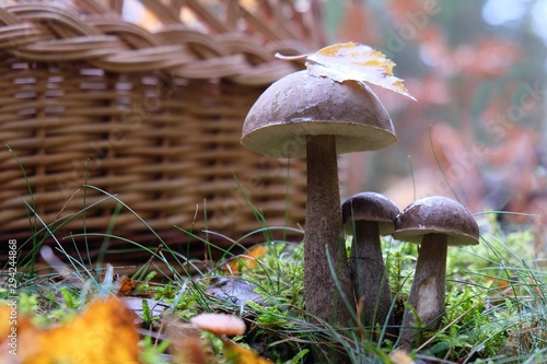 Obraz na plátně Group of mushrooms Leccinum griseum - edible and very tasty