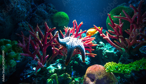 Photo Tropical Fish and Coral Reef