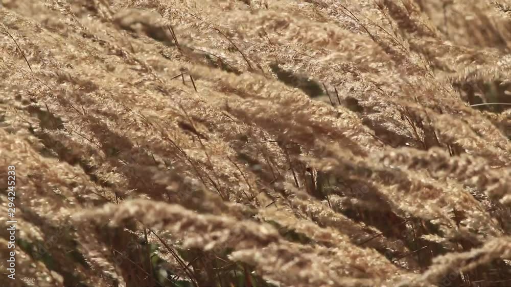 Dry grass in wind weather video background Dry grass in wind weather video background