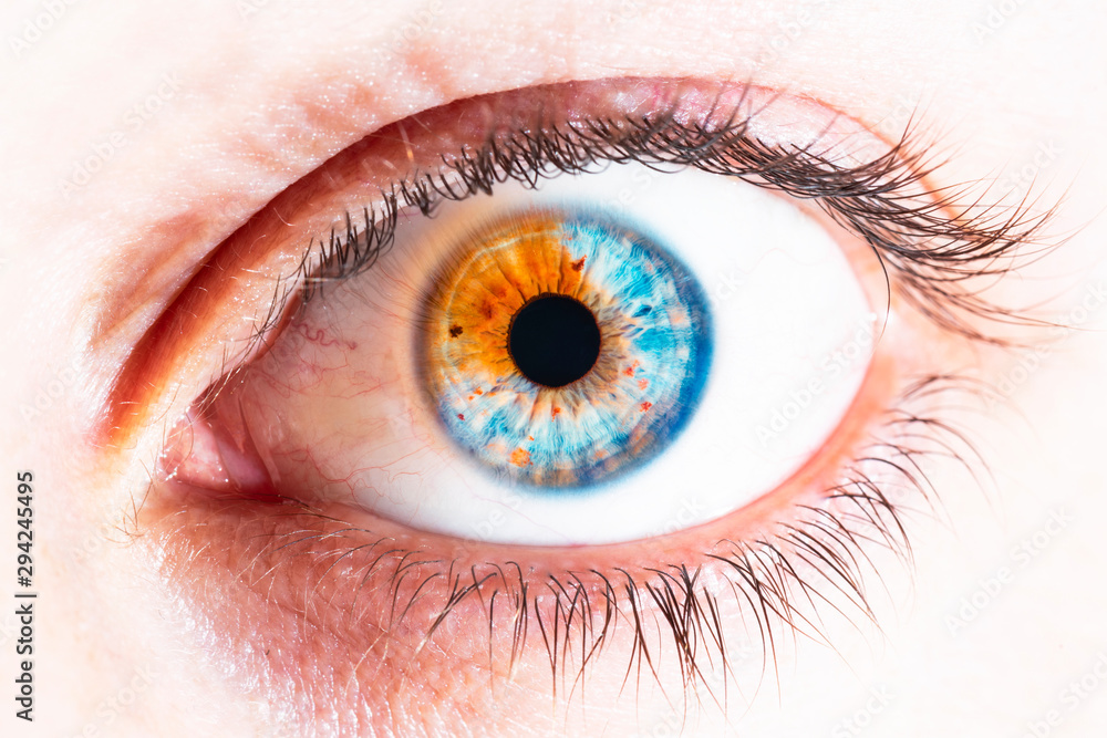 Fototapeta premium blue and orange eye macro shot