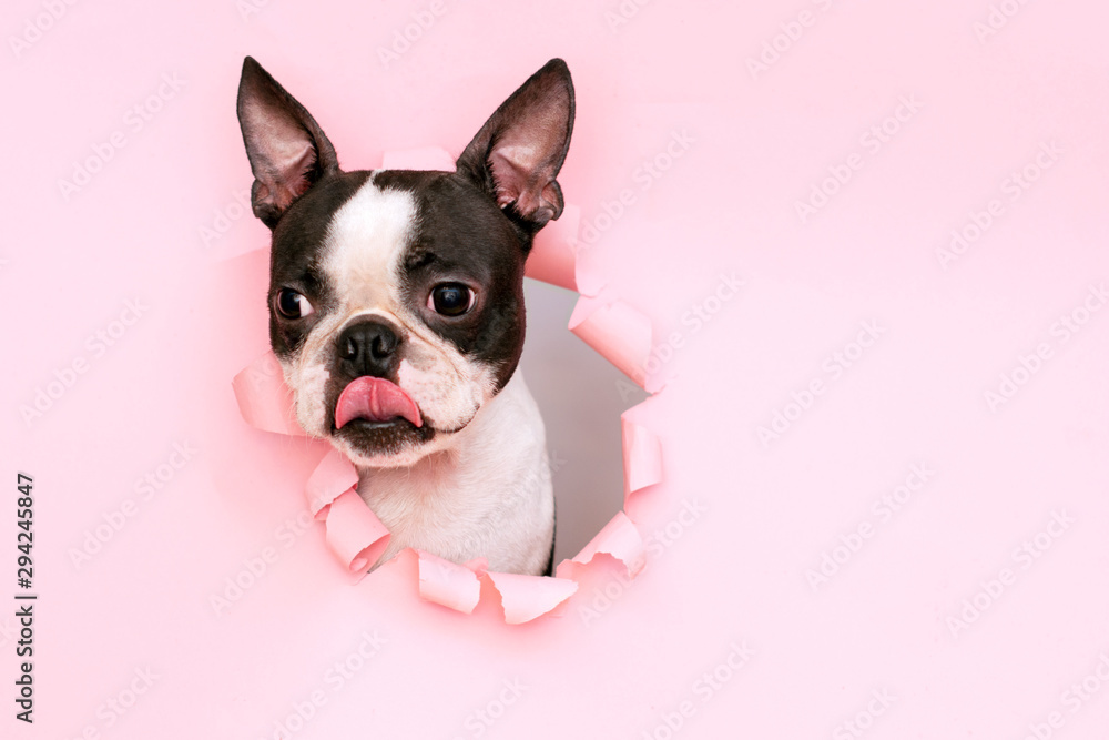 A pensive Boston terrier with tongue sticks out through a hole in pink torn paper.