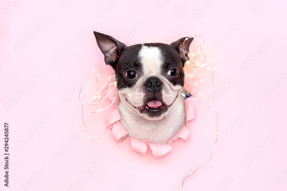 The happy and joyful head of the Boston Terrier with its tongue sticks out through a hole in pink torn paper.