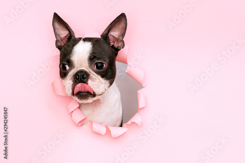 A pensive Boston terrier with tongue sticks out through a hole in pink torn paper.
