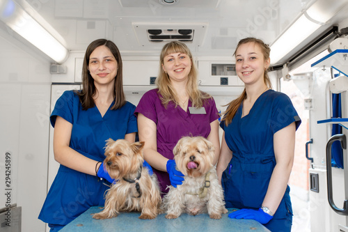 Young women professional pet doctors posing with yorkshire terriers inside pet ambulance. Animals healthcare concept. photo