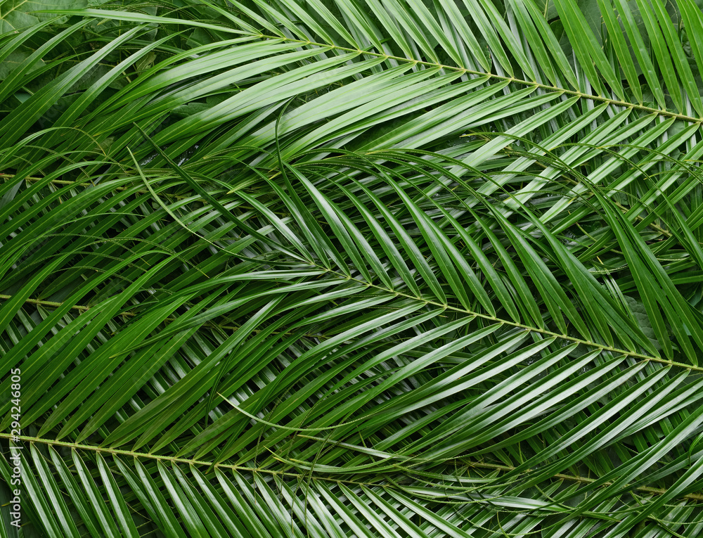 Green palm leaves as background Green palm leaves as background