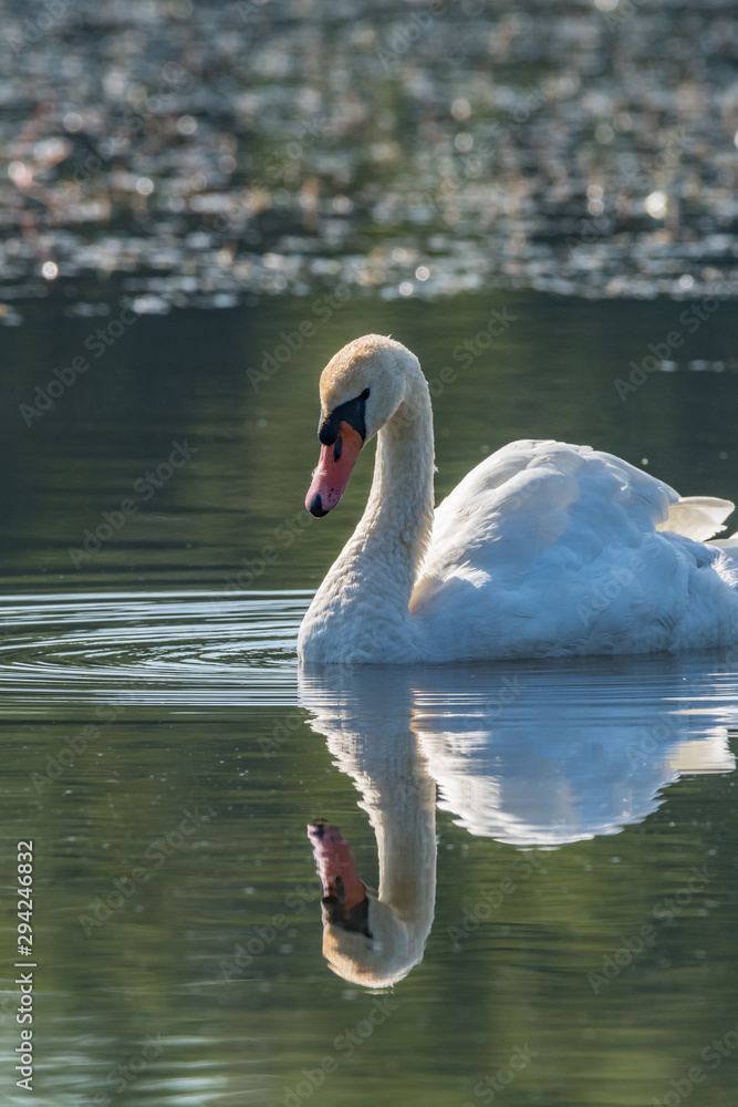 Fototapeta premium Swan in the lake
