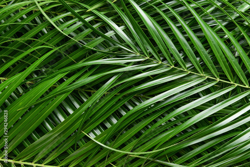 Green palm leaves as background