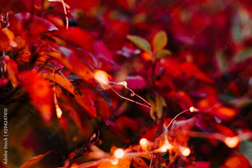 Abstract background of light burst among trees and glitter golden bokeh lights. Selective focus Abstract background of light burst among trees and glitter golden bokeh lights. Selective focus