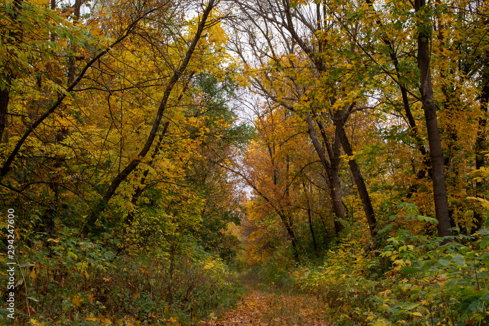 Landscape of autumn forest with yellow and still green trees with no people path Landscape of autumn forest with yellow and still green trees with no people path