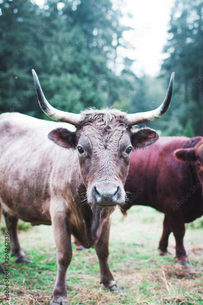 Bull in field