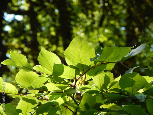 Tablou canvas Closeup of the green foliage of a beech in the sunlight with copy space