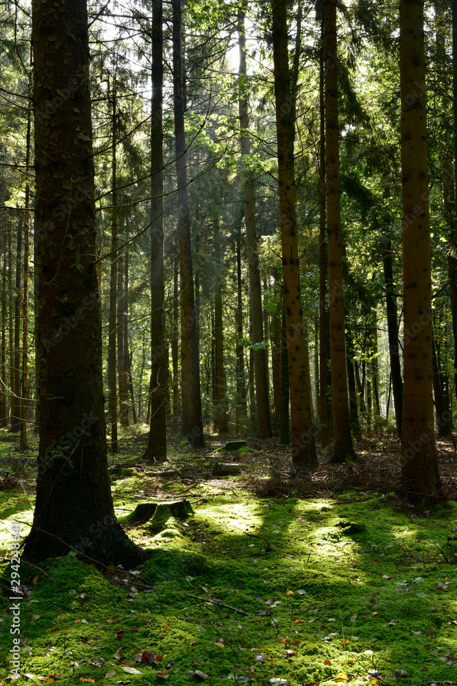 Forstwirtschaftlich genutzter Wald mit Fichten im Licht der Sonne Forstwirtschaftlich genutzter Wald mit Fichten im Licht der Sonne