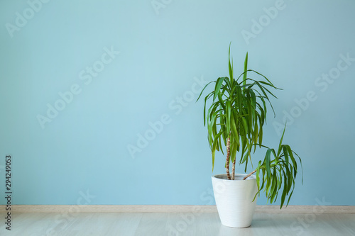 Pot with houseplant near color wall
