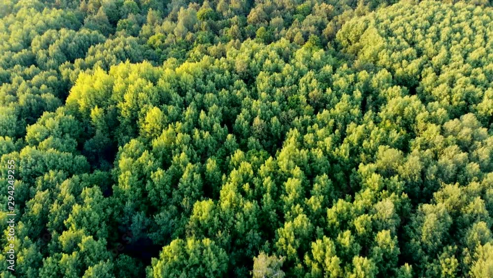 Aerial flying lowering down to the section of trees in a mixed forest. Trees sway a little from the wind. Taken by drone at sunset Aerial flying lowering down to the section of trees in a mixed forest. Trees sway a little from the wind. Taken by drone at sunset