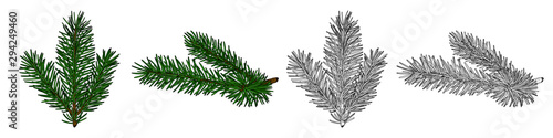 Set of vector images of fir branches, black and white and in color. EPS 10