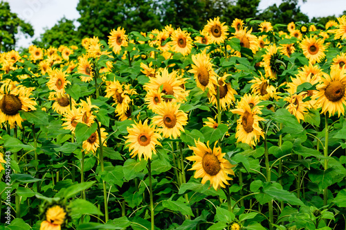 Field of sunflowers in Northern Ireland