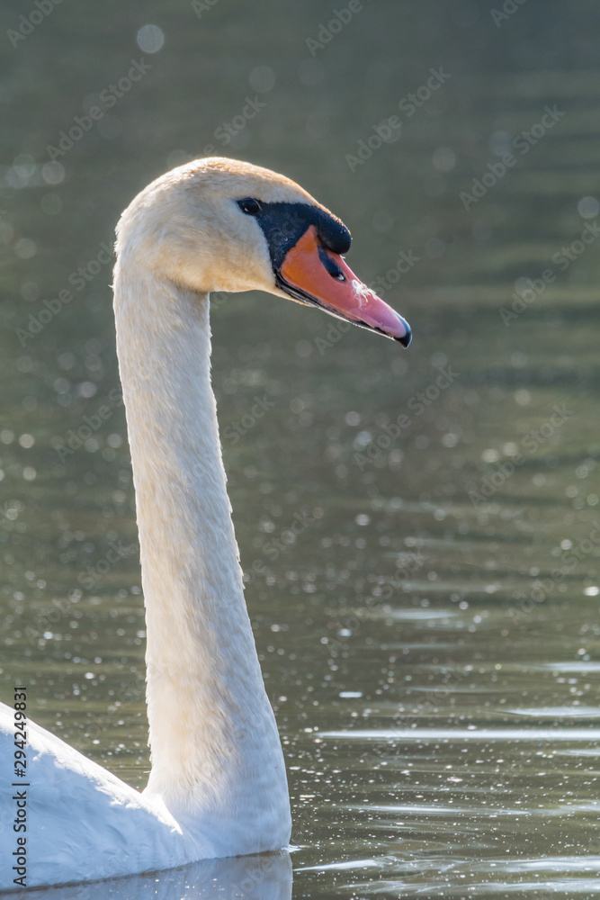 Fototapeta premium Swan in the lake