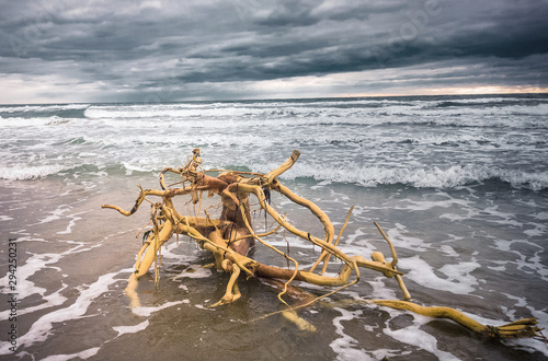 marine view with scenic decorative driftwood dead tree photo