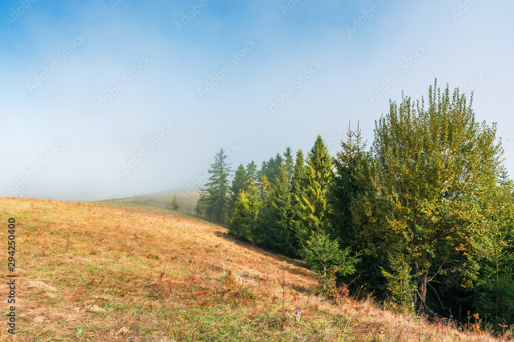 fir trees on the grassy hillside on foggy morning. wonderful autumn scenery. mysterious nature background