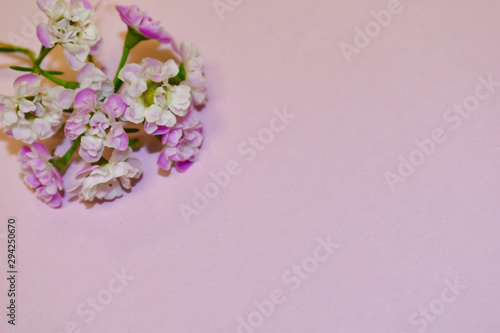 Fototapeta Naklejka Na Ścianę i Meble -  Fresh flowers on a pastel pink background. Congratulatory design for postcards. Copyspace.