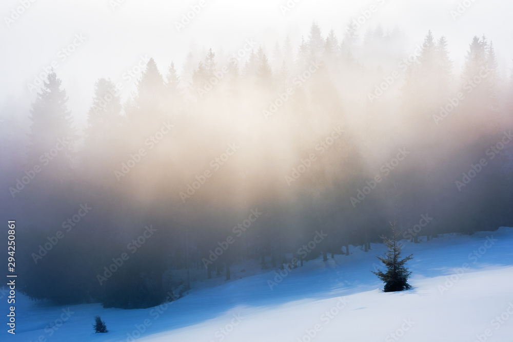 misty morning in the winter. spruce forest on a snow covered slope in glowing fog. beautiful nature background at sunrise
