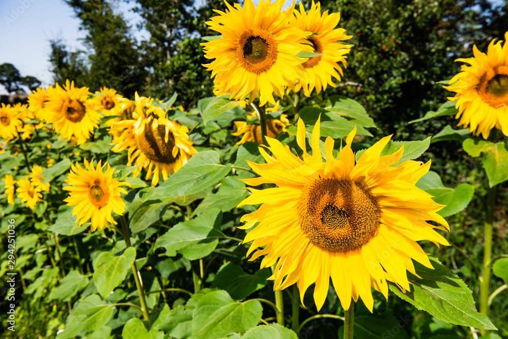 Field of sunflowers in Northern Ireland Field of sunflowers in Northern Ireland
