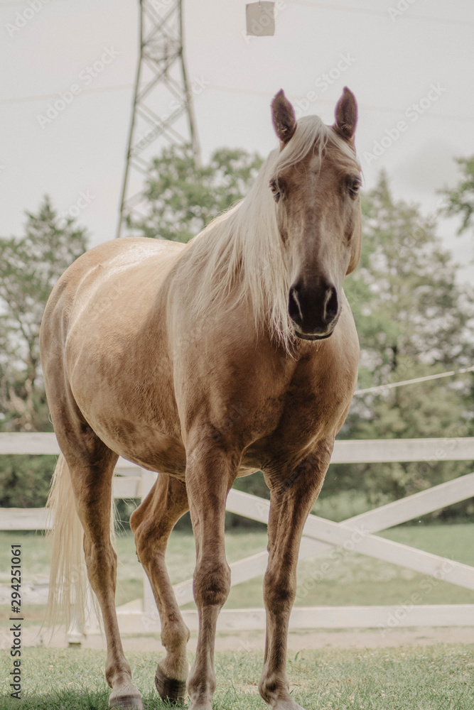 Obraz premium The Stables