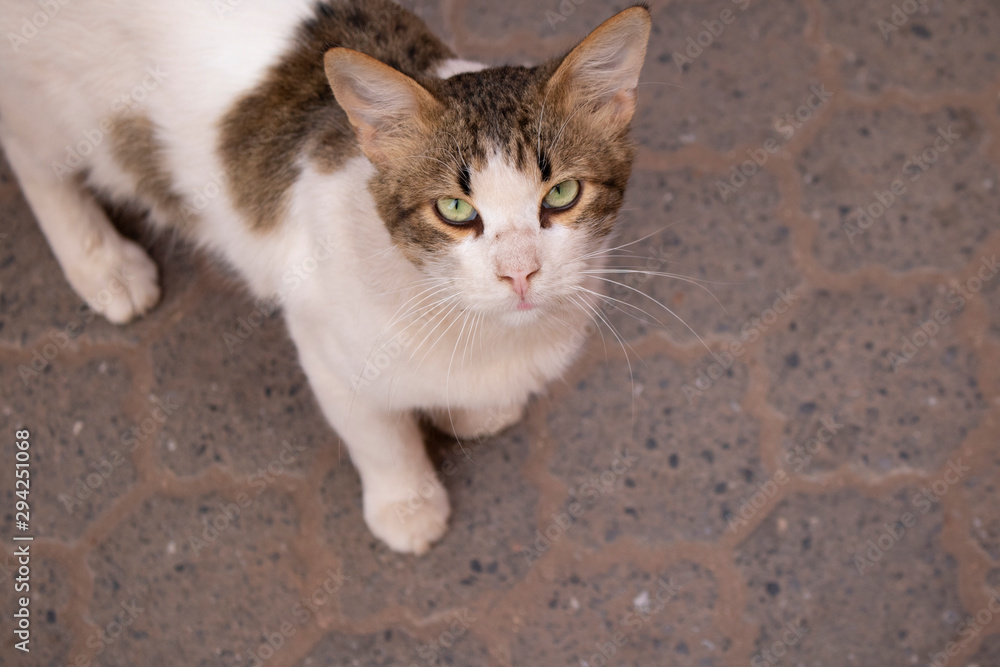 Gato callejero desde arriba con ojos verdes Gato callejero desde arriba con ojos verdes