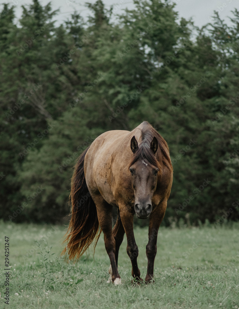 Fototapeta premium Thunder