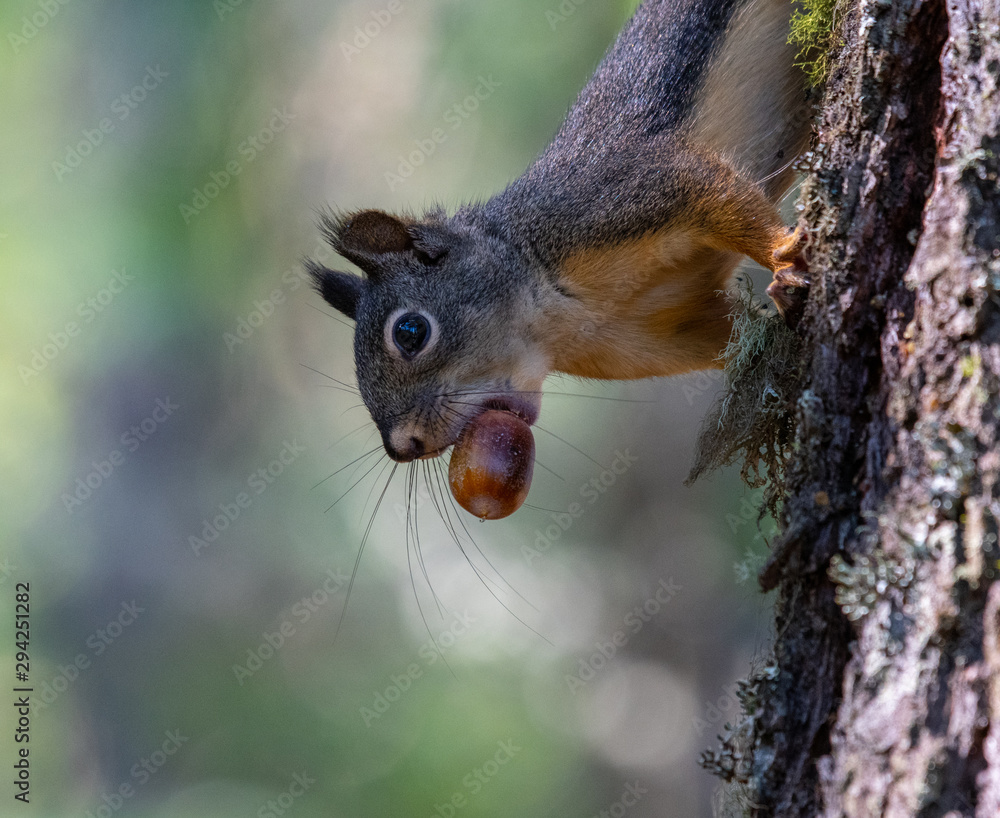 Winter is coming: An Oregon squirrel gathers acorns in preparation for winter