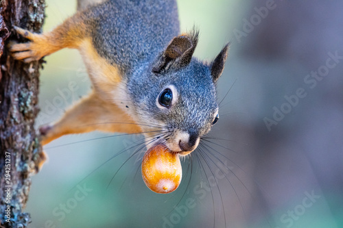 Winter is coming: An Oregon squirrel gathers acorns in preparation for winter photo
