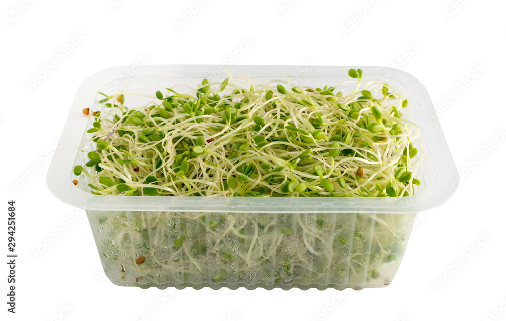 Red Clover Sprouts, Micro Green Healthy Eating Concept Red Clover Sprouts, Micro Green Healthy Eating Concept