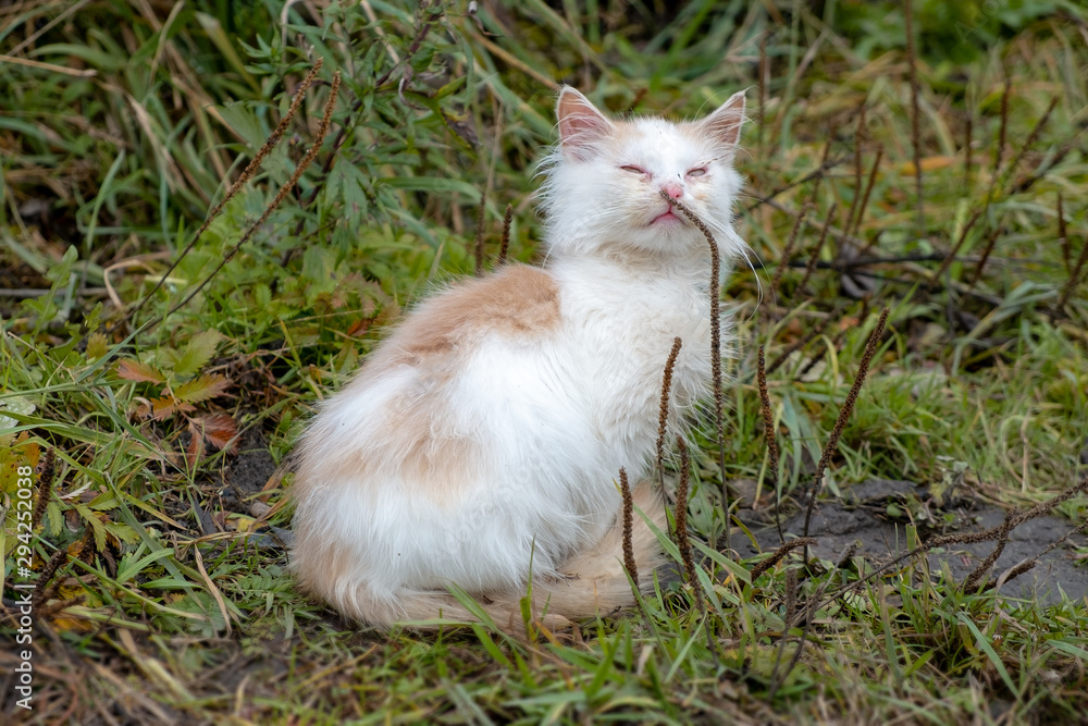 a homeless cat sits on the grass and sniffs the grass