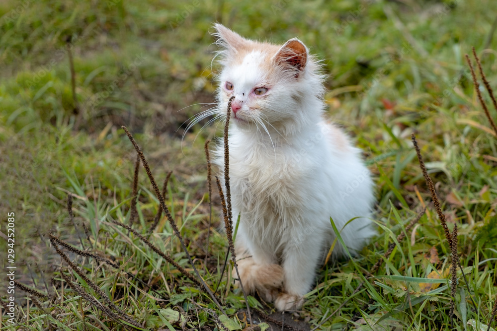 a homeless cat sits on the grass, touches the grass and looks away a homeless cat sits on the grass, touches the grass and looks away