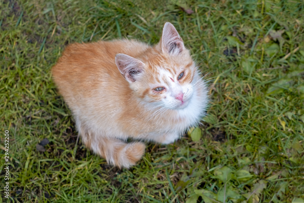 Homeless cat is sitting on the grass. The cat has a wound between the eyes. The cat looks at the camera plaintively. View from above