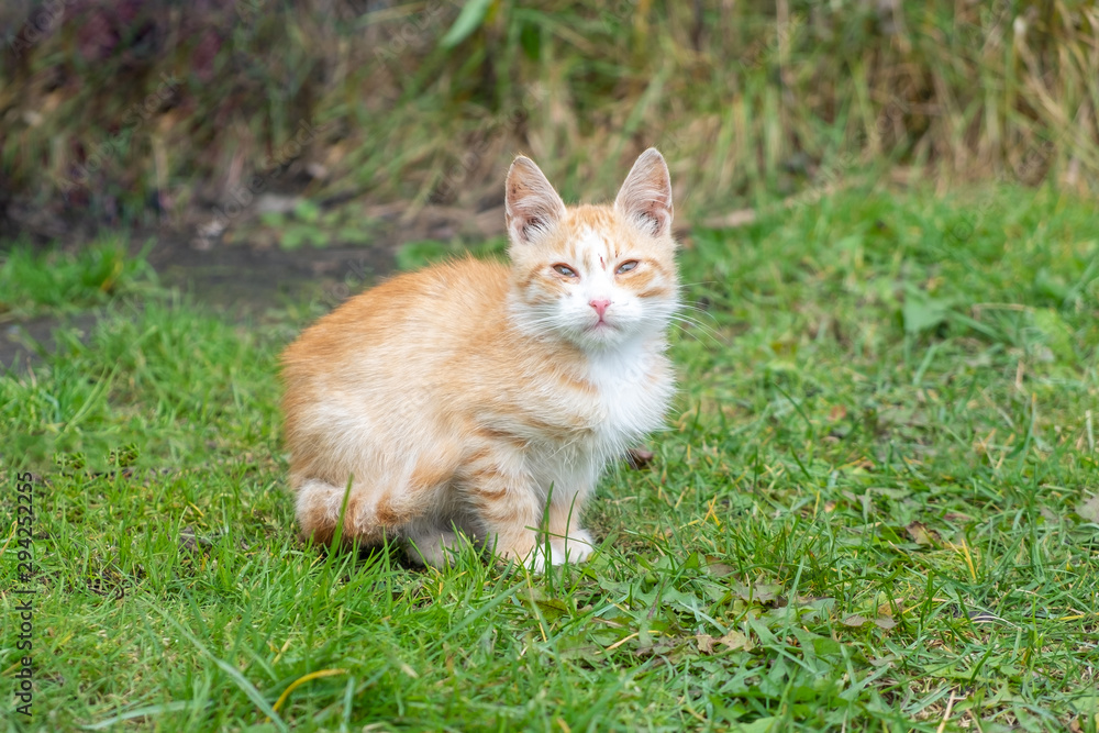 A homeless ginger cat sits on the grass and looks plaintively at the camera. A homeless ginger cat sits on the grass and looks plaintively at the camera.