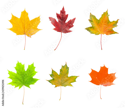 Set of green, red and yellow maple leaves